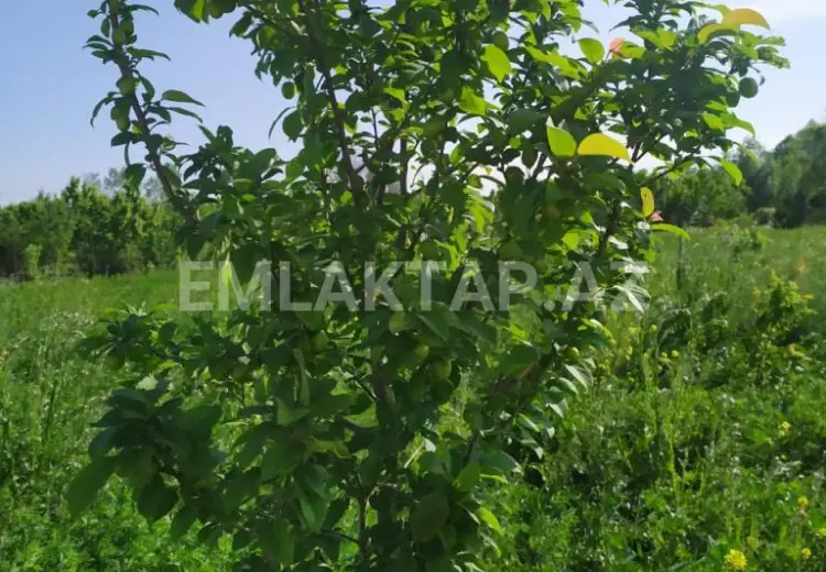 40 sot Torpaq Satılır, Tərtər
