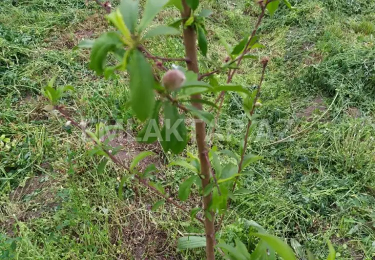 40 sot Torpaq Satılır, Tərtər