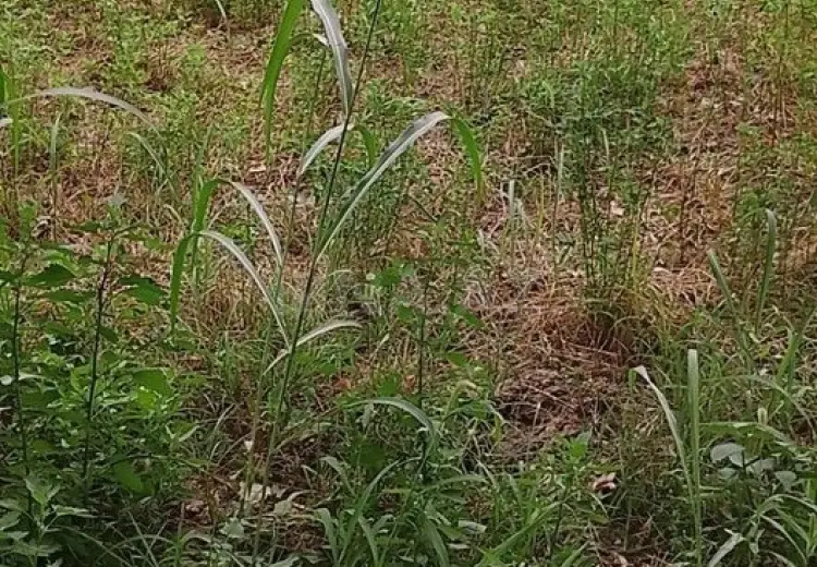 90 sot Torpaq Satılır, Ağdam