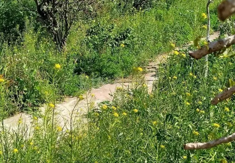 6 sot Torpaq Satılır, Qaraçuxur qəs., Suraxanı, Bakı