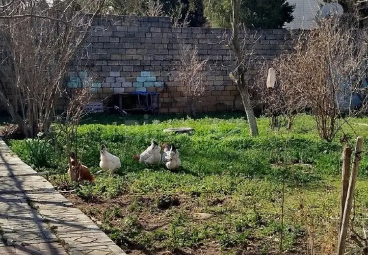 6 sot Torpaq Satılır, Qaraçuxur qəs., Suraxanı, Bakı