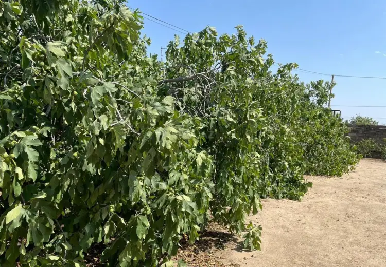 25 sot Torpaq Satılır, Bilgəh qəs., Sabunçu, Bakı