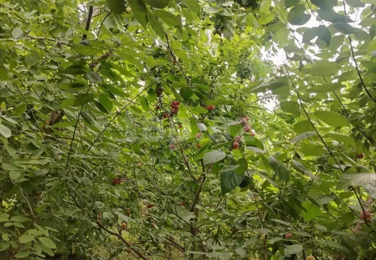 3 otaqlı mənzil , Quba