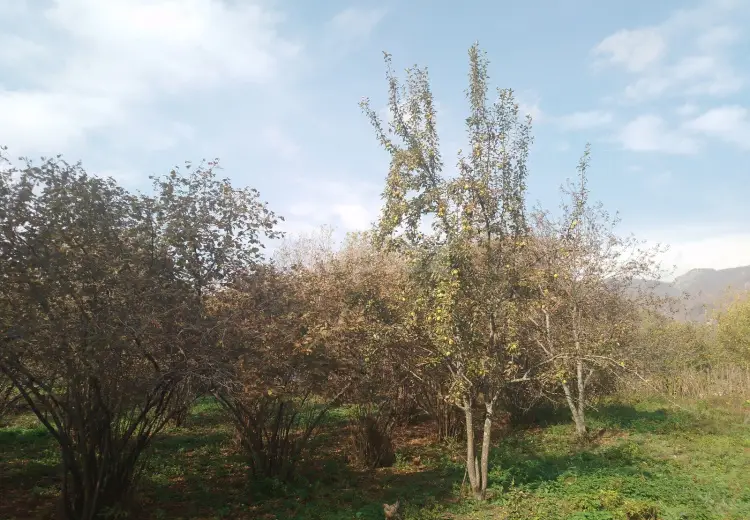 0 m² Obyekt / Ofis , İsmayıllı