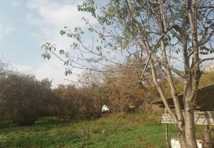 50 sot Torpaq Satılır, İsmayıllı