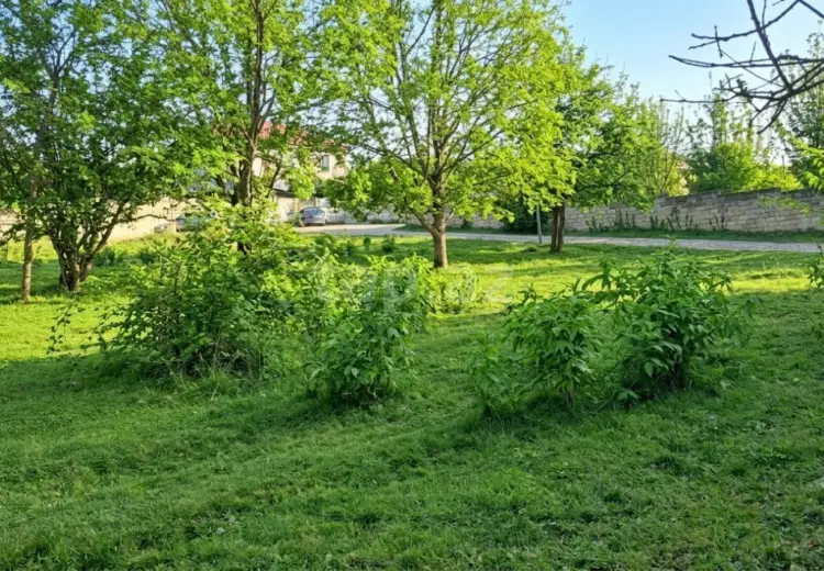 0 m² Obyekt / Ofis , Quba