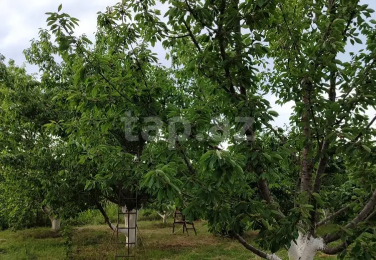 0 m² Obyekt / Ofis , Xaçmaz