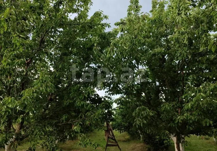0 m² Obyekt / Ofis , Xaçmaz