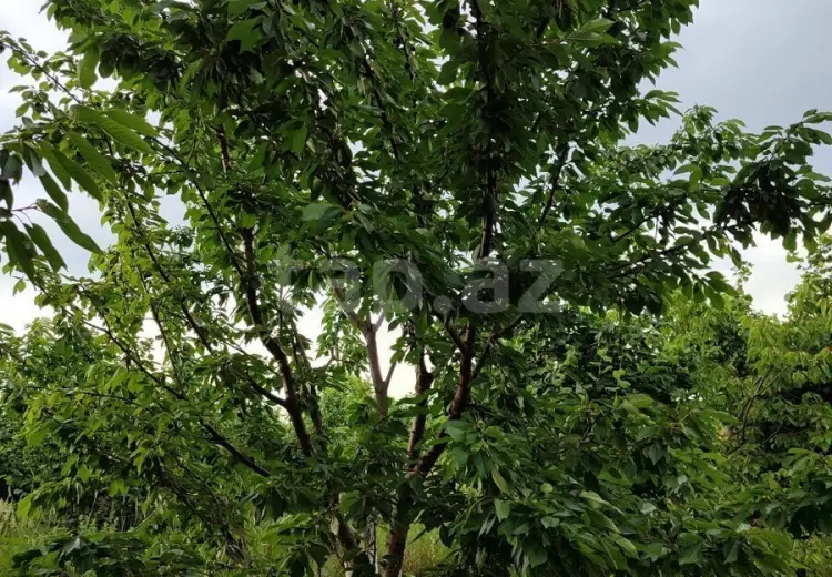 0 m² Obyekt / Ofis , Xaçmaz