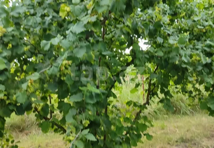 0 m² Obyekt / Ofis , Xaçmaz