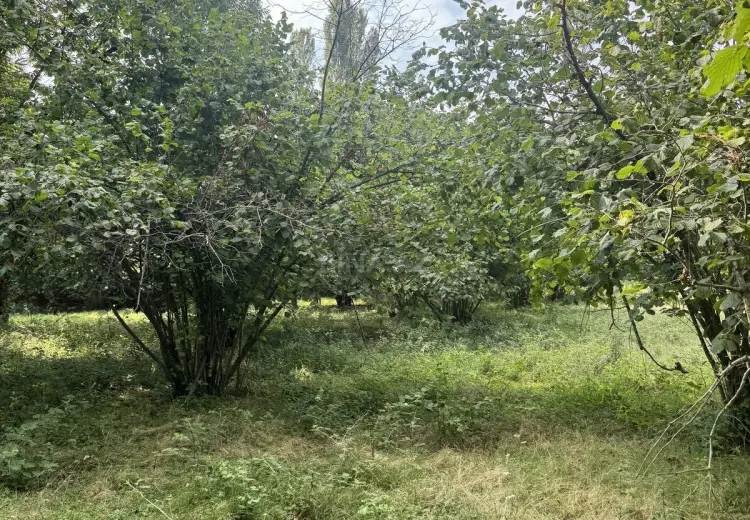 81 sot Torpaq Satılır, Qəbələ