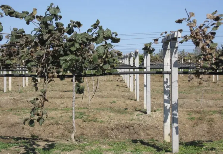 1600 sot Torpaq Satılır, Lənkəran
