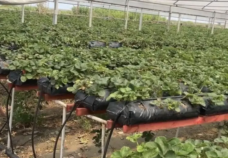 1600 sot Torpaq Satılır, Lənkəran