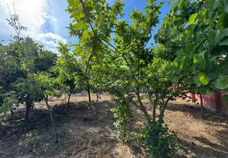 5 sot Torpaq Satılır, Şüvəlan, Xəzər, Bakı