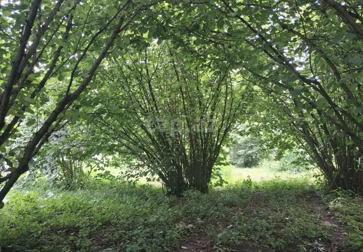 0 m² Obyekt / Ofis , İsmayıllı