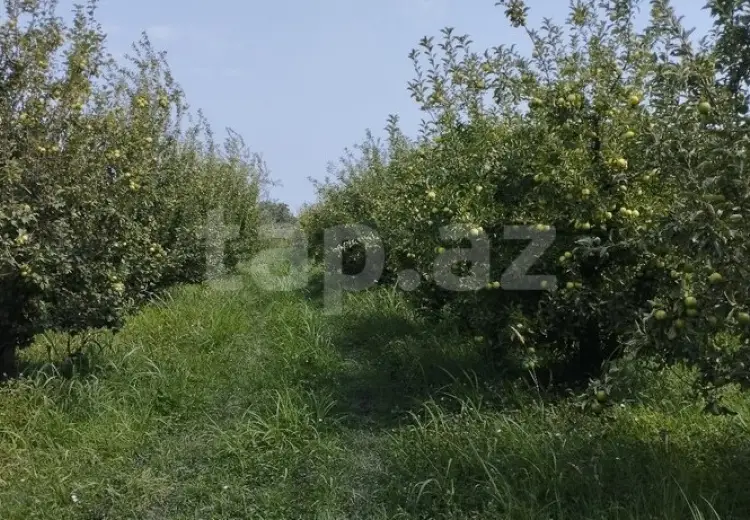0 m² Obyekt / Ofis , Quba