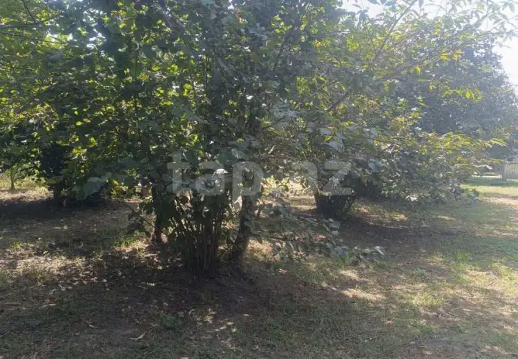 0 m² Obyekt / Ofis , Qəbələ