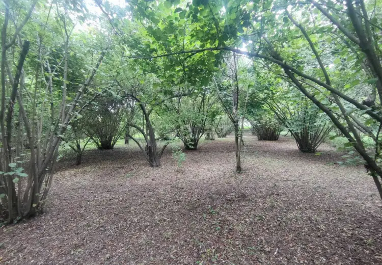 5 otaqlı mənzil , Zaqatala