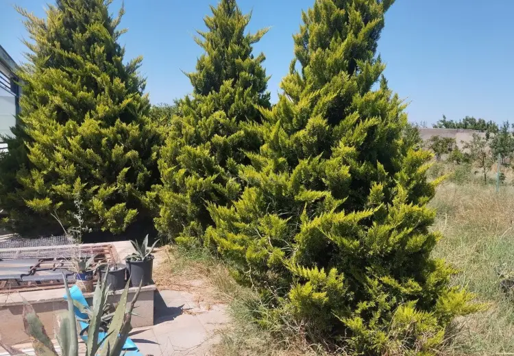 9 sot Torpaq Satılır, Bilgəh qəs., Sabunçu, Bakı
