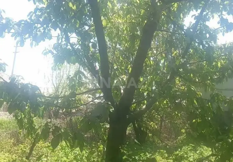 25 sot Torpaq Satılır, Quba