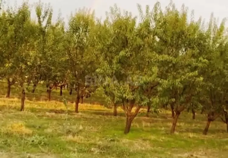 250 sot Torpaq Satılır, Hacıqabul