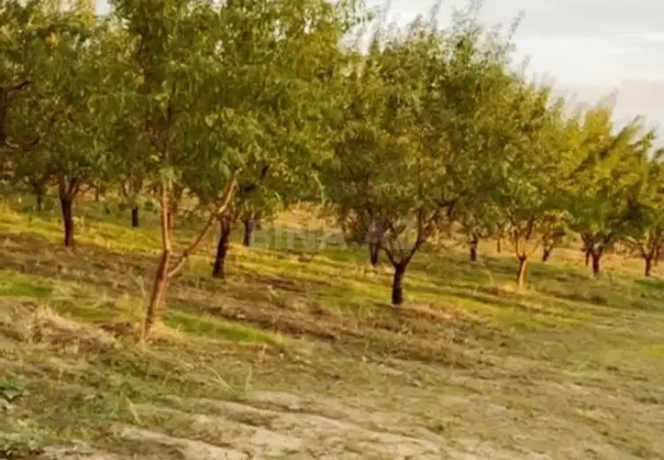 250 sot Torpaq Satılır, Hacıqabul
