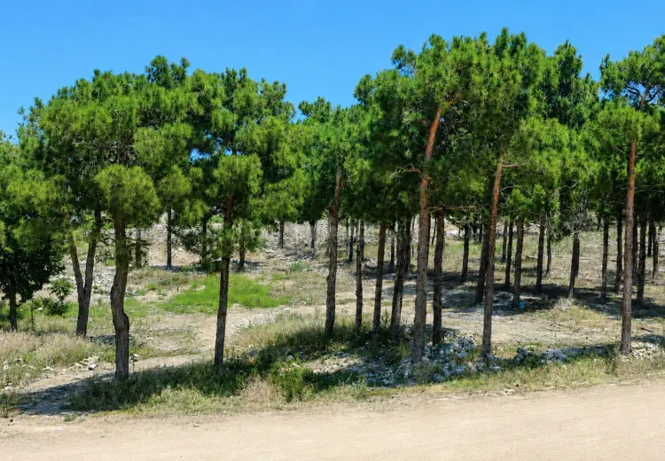 126 sot Torpaq Satılır, Mərdəkan, Xəzər, Bakı