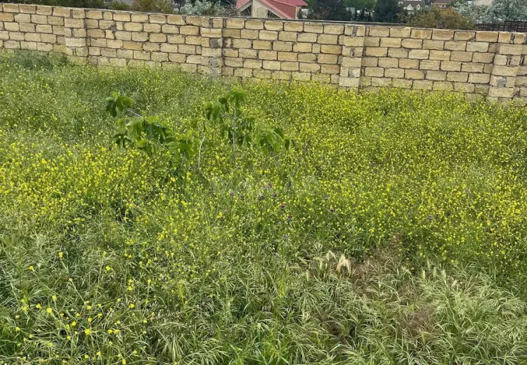 11 sot Torpaq Satılır, Novxanı, Abşeron