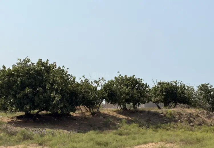 3 sot Torpaq Satılır, Nardaran qəs., Sabunçu, Bakı
