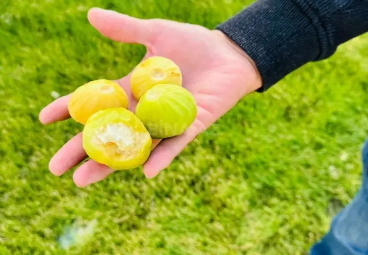 12.2 sot Torpaq Satılır, Buzovna, Xəzər, Bakı