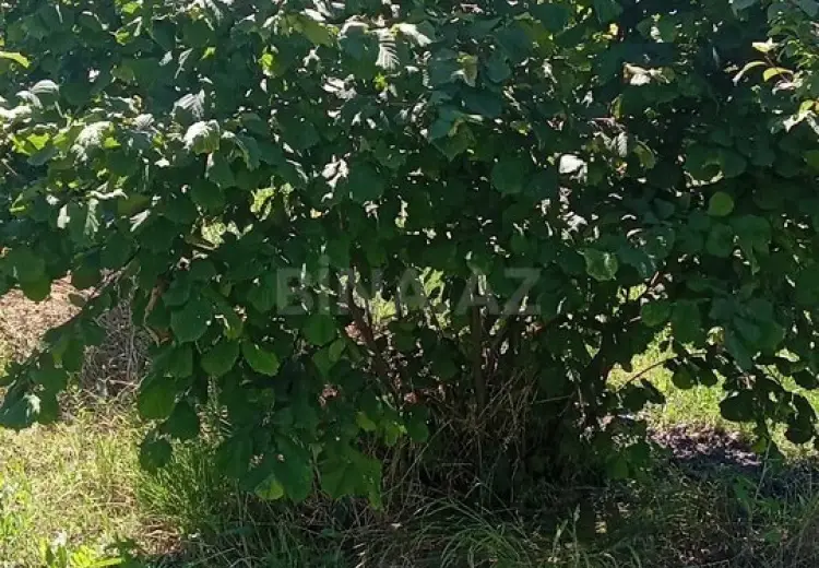 99 sot Torpaq Satılır, Şəki