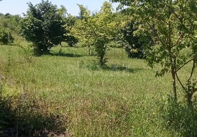 99 sot Torpaq Satılır, Şəki
