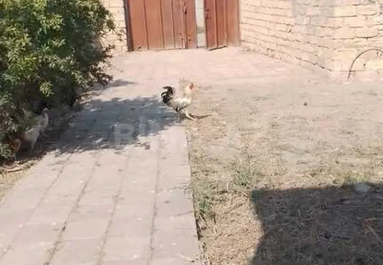 2 otaqlı mənzil Satılır, Abşeron
