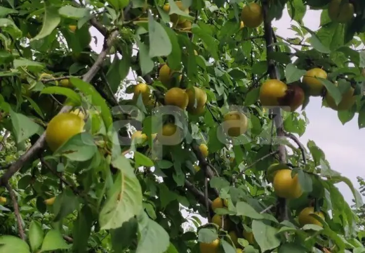 4 otaqlı mənzil , Oğuz