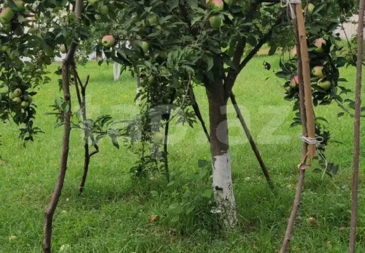 4 otaqlı mənzil , Oğuz