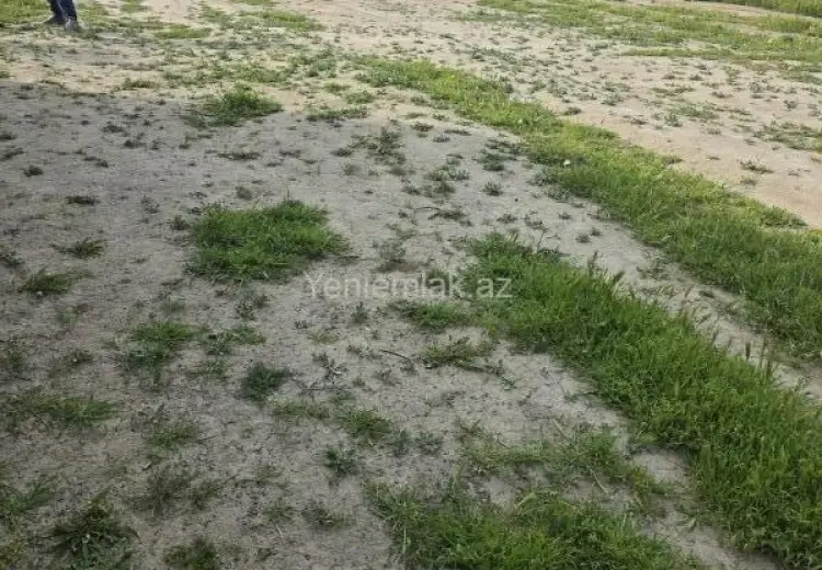 5 sot Torpaq Satılır, Saray, Abşeron