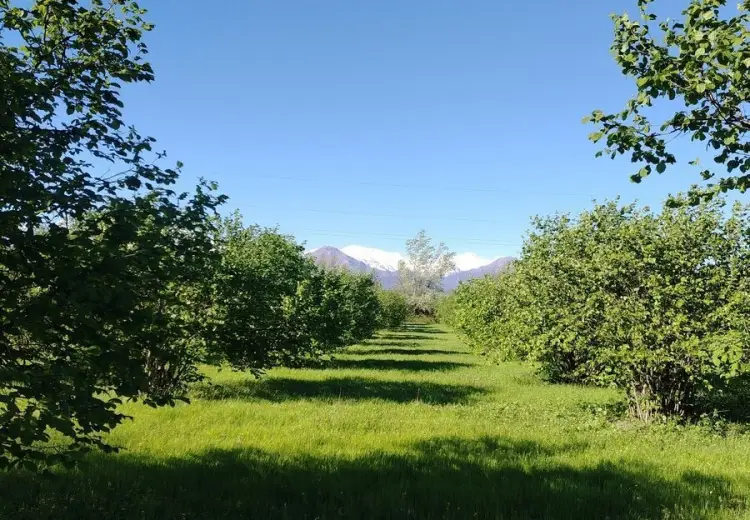 120 sot Torpaq Satılır, Qəbələ