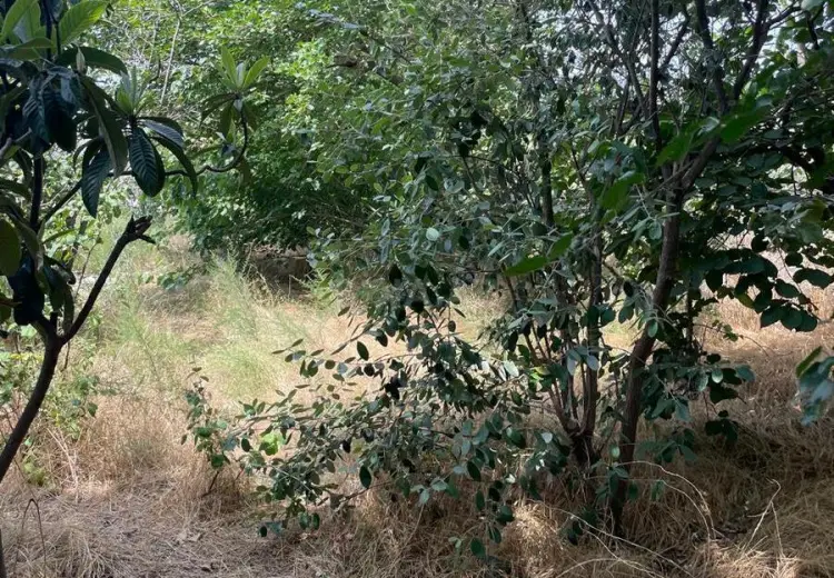 4.3 sot Torpaq Satılır, Novxanı, Abşeron
