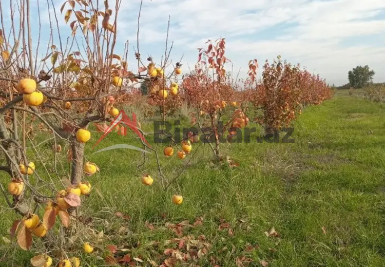 2000 sot Torpaq Satılır, Xaçmaz
