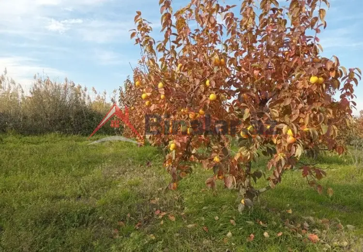 2000 sot Torpaq Satılır, Xaçmaz