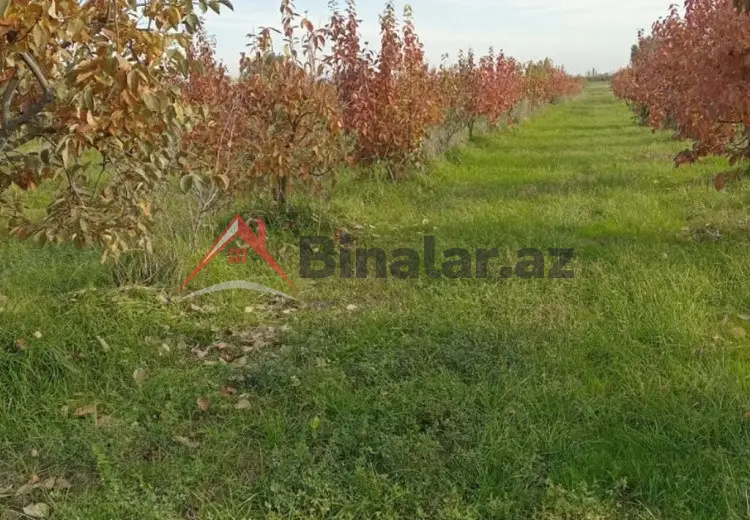 2000 sot Torpaq Satılır, Xaçmaz