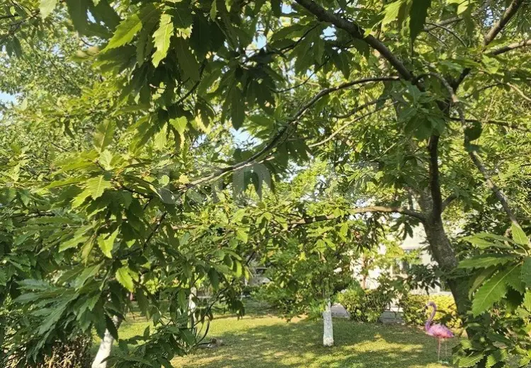 9 otaqlı mənzil , Nardaran qəs., Sabunçu, Bakı