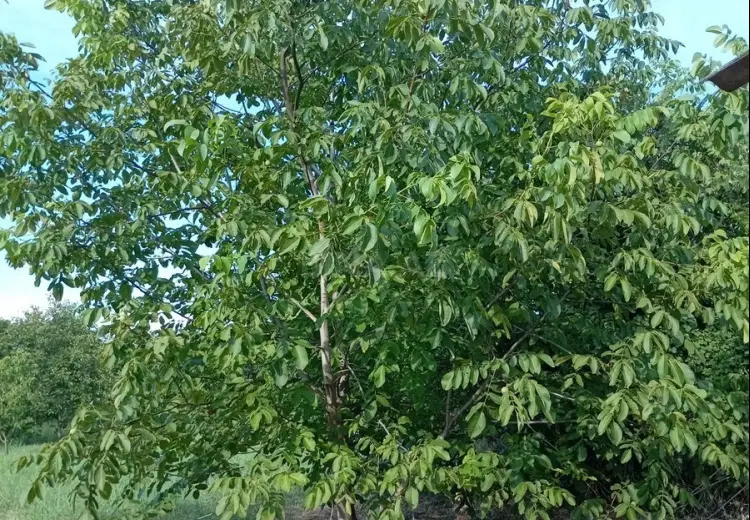 20 sot Torpaq Satılır, Ağdaş
