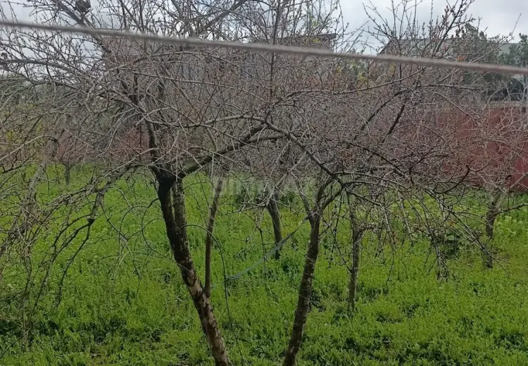 12 sot Torpaq Satılır, Mərdəkan, Xəzər, Bakı