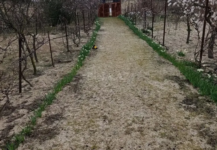 12 sot Torpaq Satılır, Novxanı, Abşeron