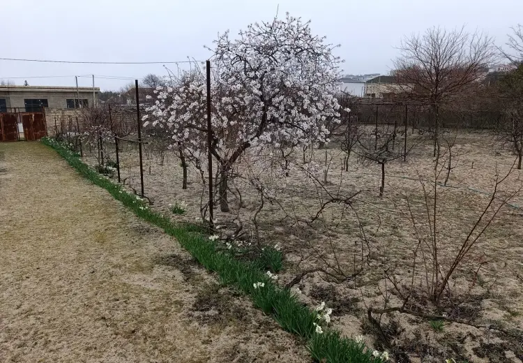 12 sot Torpaq Satılır, Novxanı, Abşeron