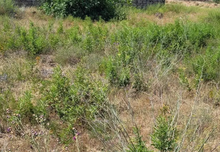 12 sot Torpaq Satılır, Nardaran qəs., Sabunçu, Bakı