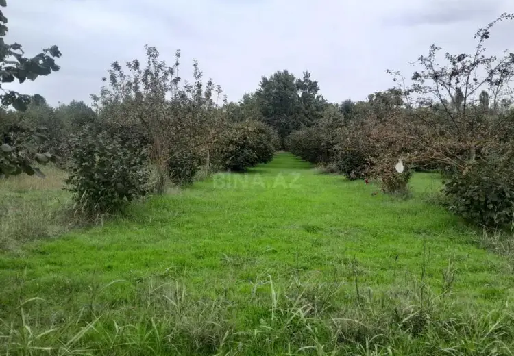40 sot Torpaq Satılır, Qəbələ