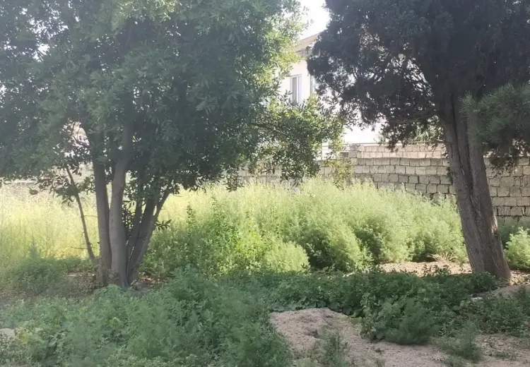 9 sot Torpaq Satılır, Buzovna, Xəzər, Bakı