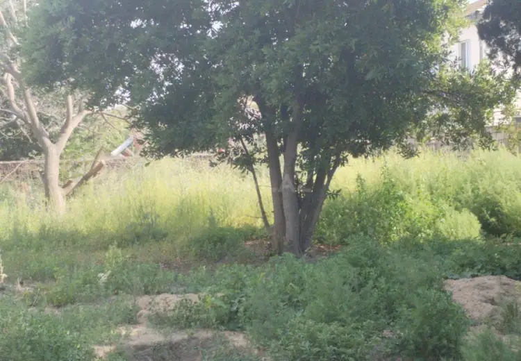 9 sot Torpaq Satılır, Buzovna, Xəzər, Bakı
